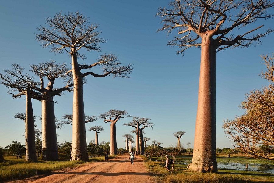 Voyager à Madagascar