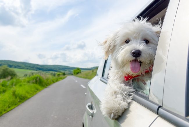 Les démarches pour acheter un chien dans un pays européen